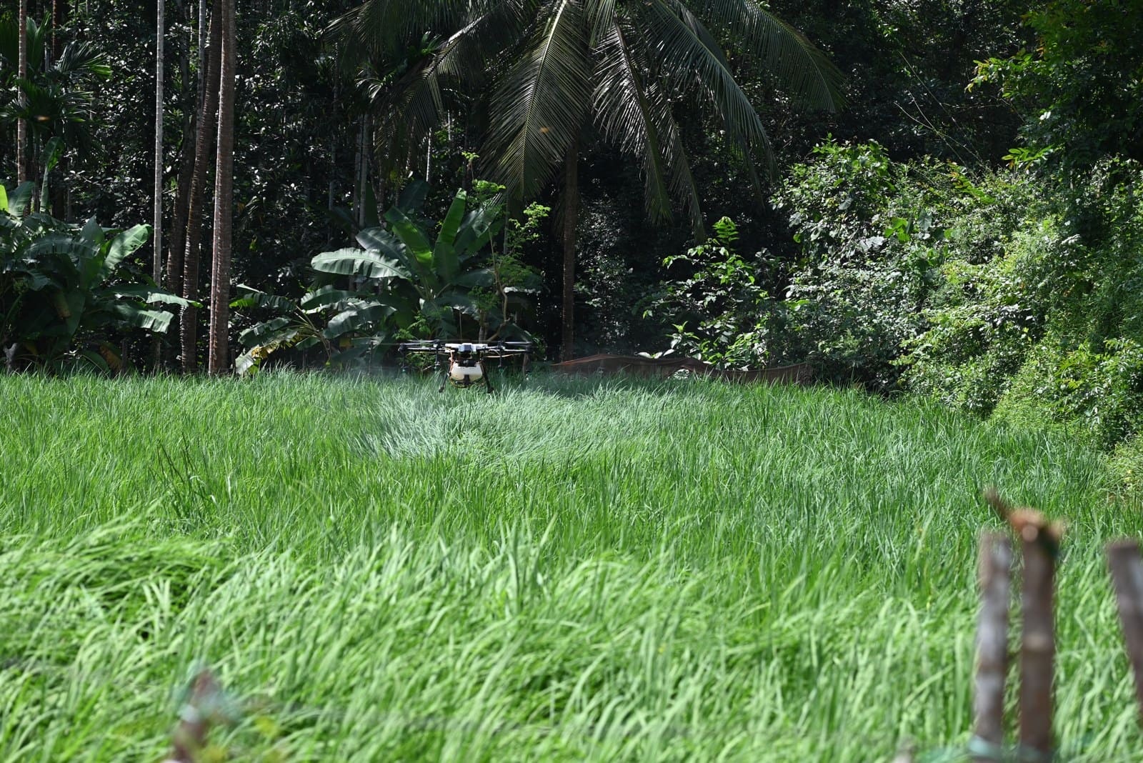 Agricultural drone dispensing above a green paddy field with tropical trees in the background